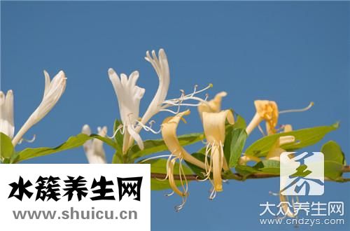 鸡血藤手镯有什么功效