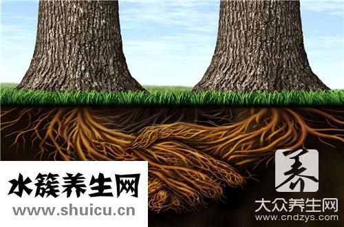 消灭白蚁简单有效方法