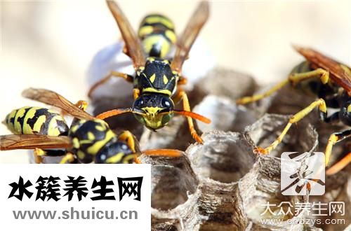 蜜蜂怕什么驱赶