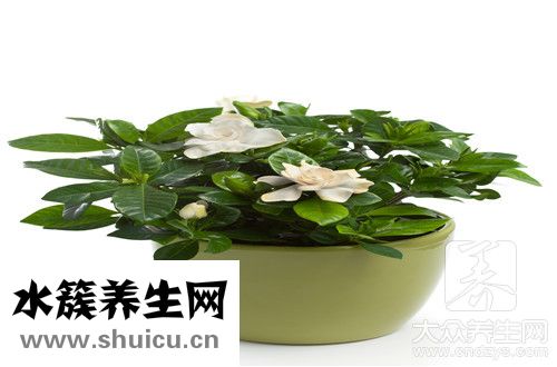 室内养花
