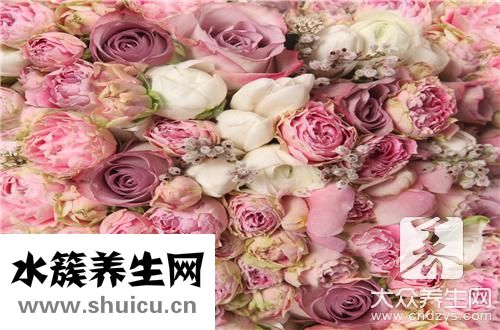 室内养花