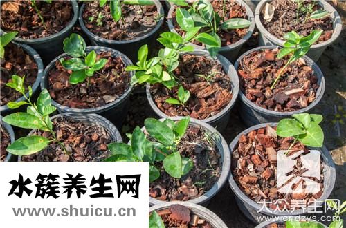 室内养花