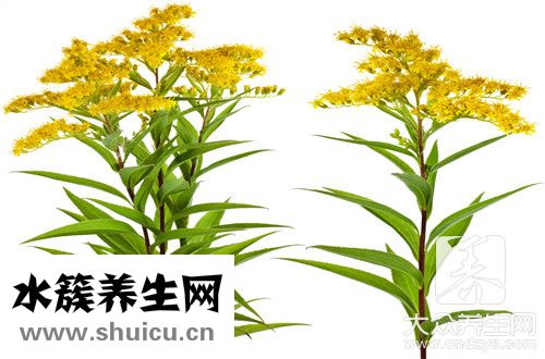 虎刺梅花放卧室有毒吗？虎刺梅有毒吗 适合放屋里吗