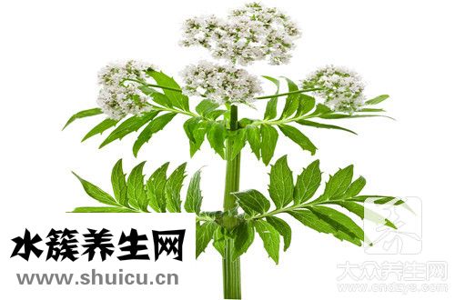 绿萝有什么作用