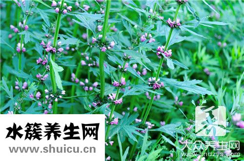 绿萝有什么作用
