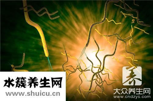消化细菌