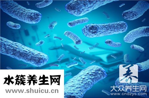 消化细菌