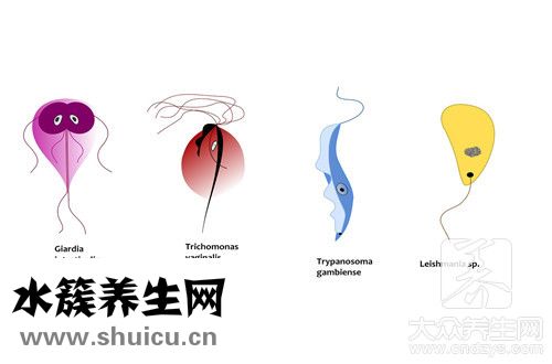 家里常见虫子