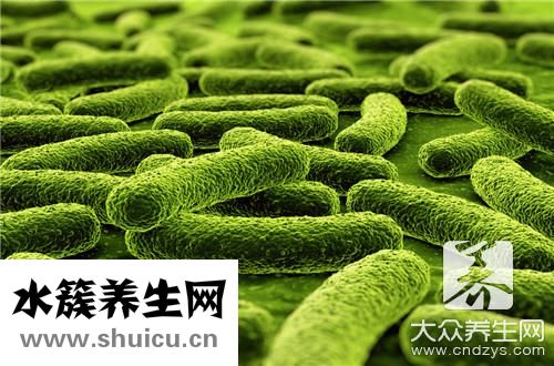 细菌和真菌