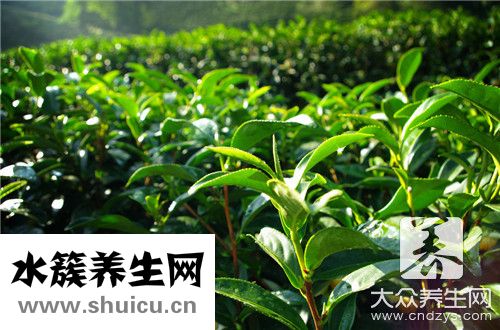 茶叶发酵