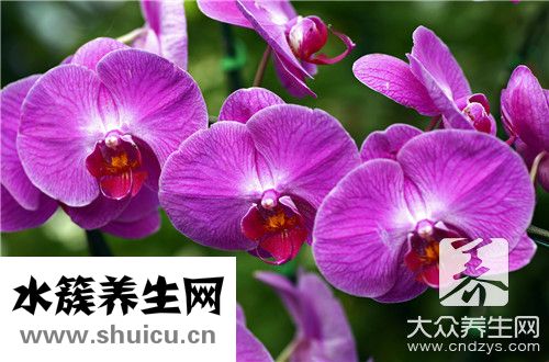 水草石斛