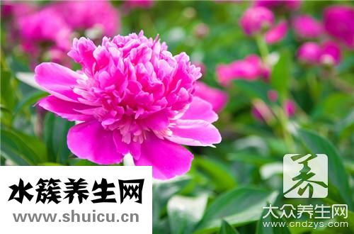 臭海棠