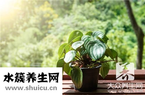 卧室适合放什么花