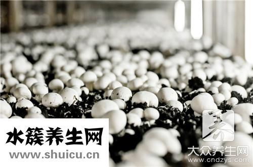 面包酵母