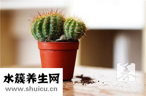卧室适合放什么花