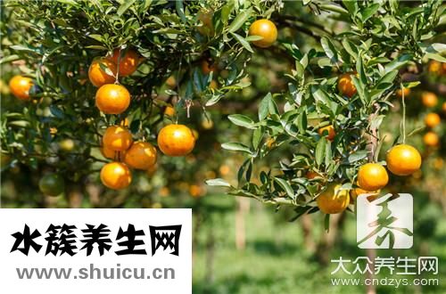 小青柑茶泡