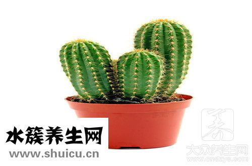 多肉防辐射吗