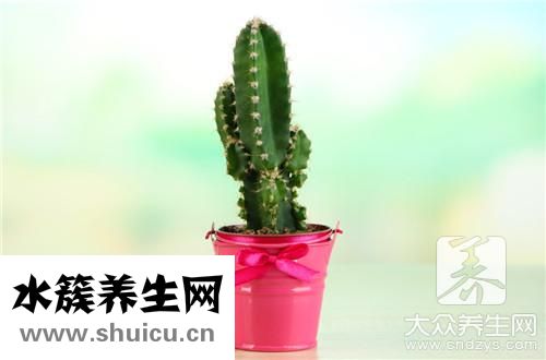 多肉防辐射吗