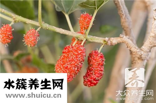 苦丁茶治脱发