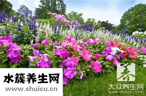 荆疙瘩