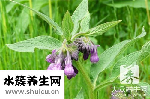软紫草