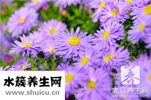软紫草