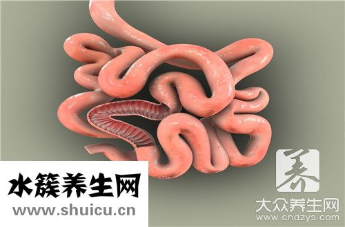 小肠作用