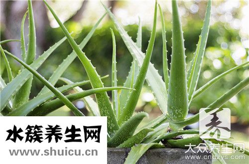 芦荟补水