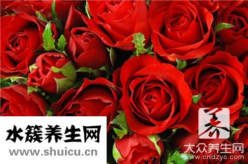 玫瑰花养水里