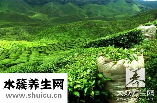 茶树祛痘吗