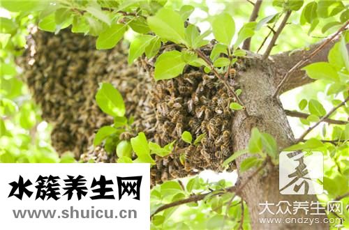 被蜜蜂蛰了几天能消肿