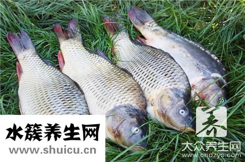 鲩鱼和草鱼区别