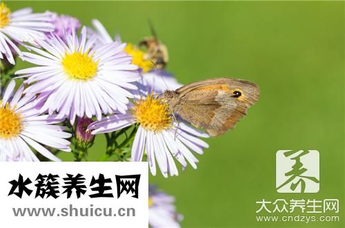 胎菊和贡菊区别