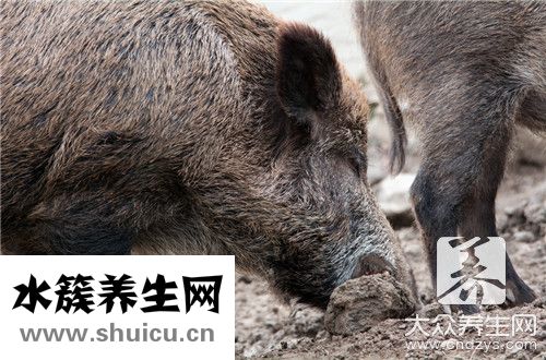 猪舌头巧去舌苔膜