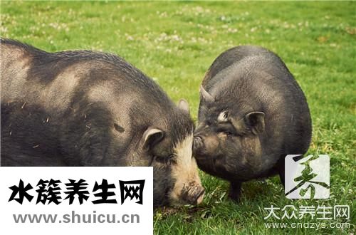 猪舌头巧去舌苔膜