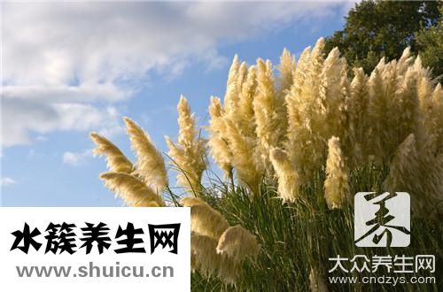 白茅根泡水喝功效