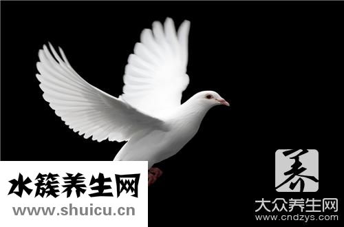 鸽子炖天麻