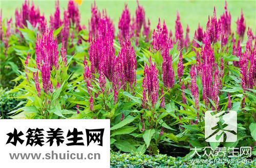 冬寒菜稀饭