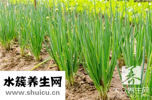 哺乳期韭菜回奶吗