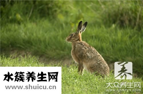 兔子肉法