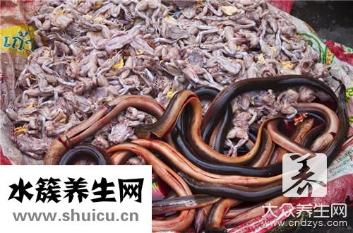 清蒸黄鳝