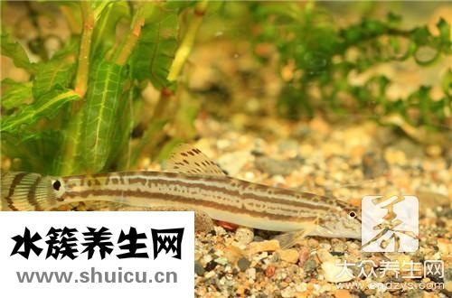 泥鳅火锅