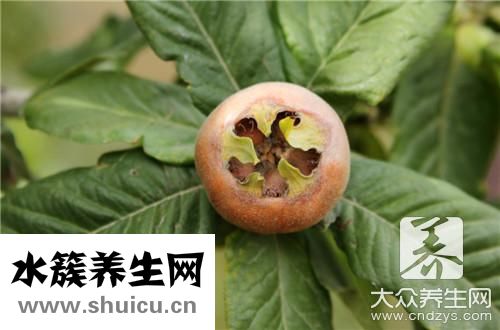 枇杷茶