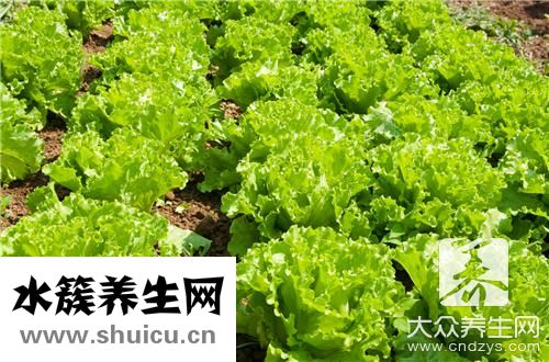 生菜炒豆腐