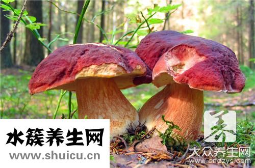 炖蘑菇