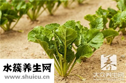 椿菜功效