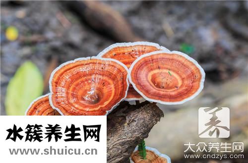 灵芝酒