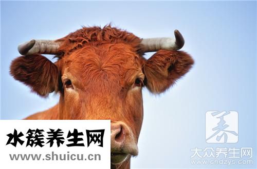 牛脊骨汤法