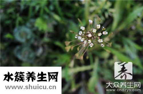 马子菜