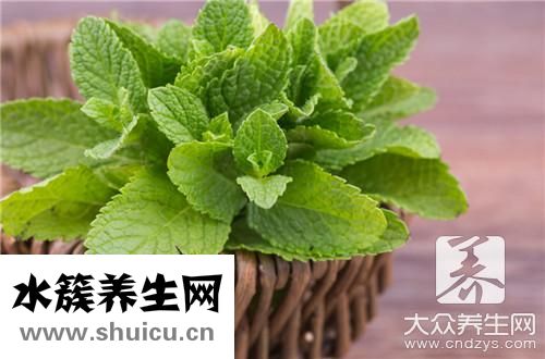 饮用薄荷水危害